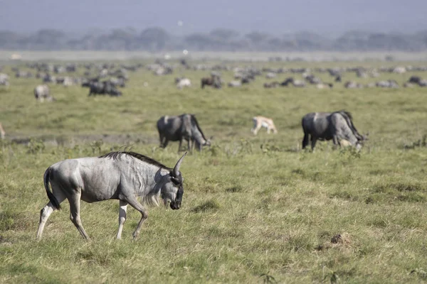 Young wildebeest antelope walking along the spawn in the backgro — Stock Photo, Image