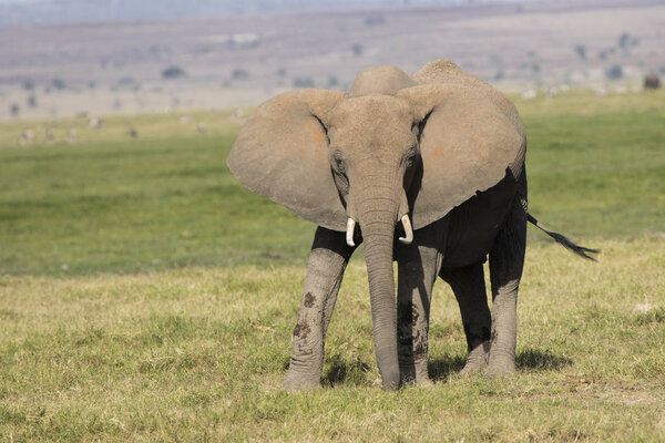 Young african elephant that stands amidst green grass on a sunny day