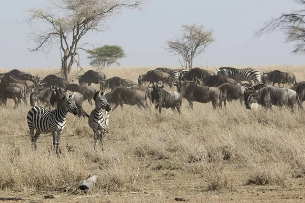 Due zebre che fissano la distanza in piedi in una savana secca n — Foto Stock