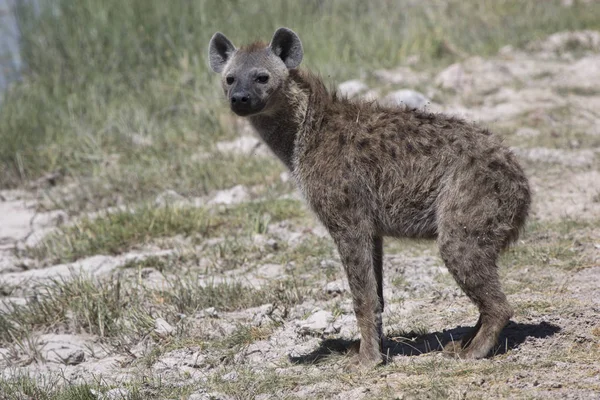 Spotted hyena which stands on the shore of the reservoir in the — Stock Photo, Image