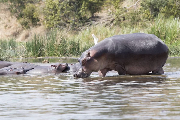 Nijlpaard wandelen langs ondiep water in de buurt van een kleine kudde van Hallo — Stockfoto