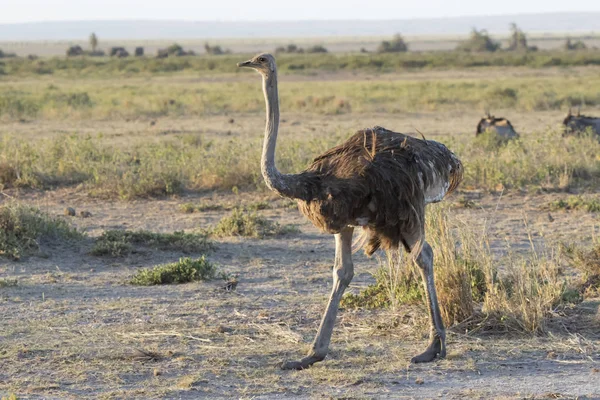 Female of the common ostrich walking on dry shroud equatorial mo — Stock Photo, Image