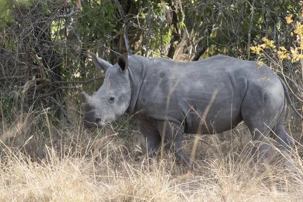 Filhote de um rinoceronte branco do sul em pé em um arbusto savana n — Fotografia de Stock