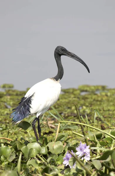 Ibis czczony stojący na bagienne brzegu jezioro Alberta — Zdjęcie stockowe