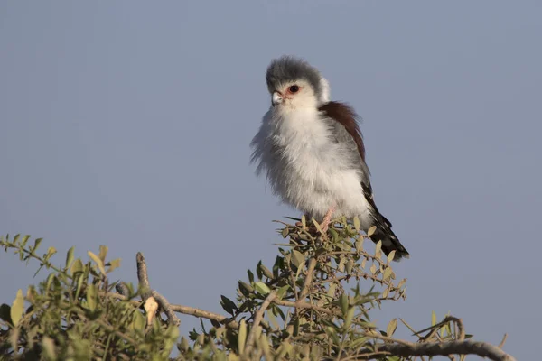 Female pygmy falcon sitting on the branches of a bush on the Afr — Stock Photo, Image