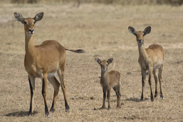 Femmina di diverse età e giovane KOB nella savana ugandese i — Foto Stock