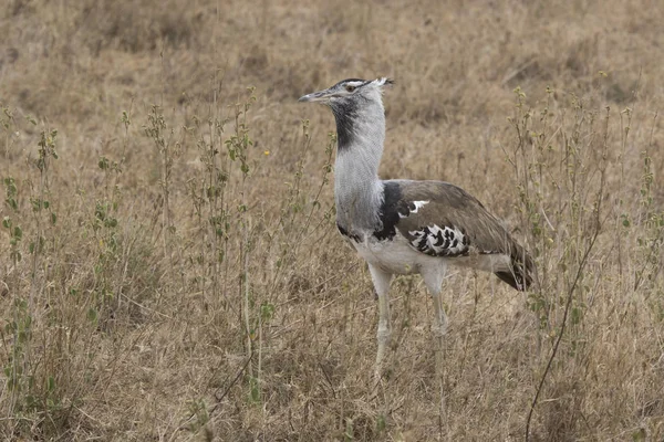 Kori bustard de pé entre a grama seca e arbustos com berrie — Fotografia de Stock