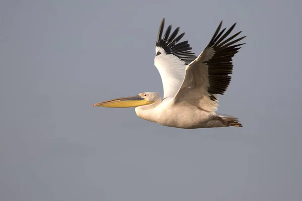 Pelícano rosa volando sobre el lago Nakuru por la noche — Foto de Stock