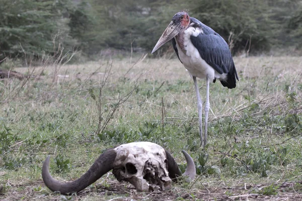 Marabou stork that stands near the skull of a Kaffir buffalo in — Stock Photo, Image