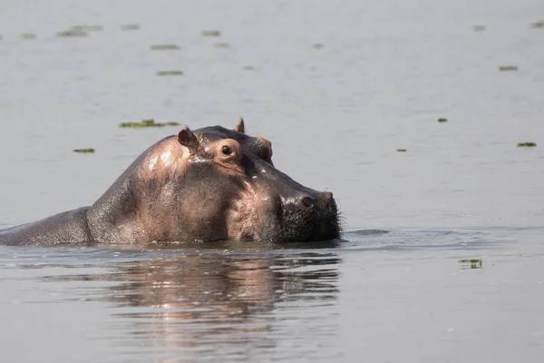 A cabeça do hipopótamo do lago de Albert que se inclina para fora — Fotografia de Stock