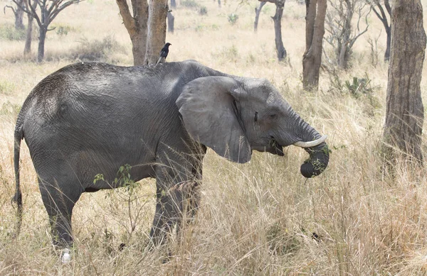 Jovem elefante comer ramos de arbusto em uma savana arbusto seco — Fotografia de Stock