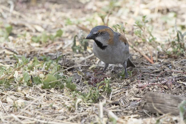 Sperlingsmännchen ernährt sich in der Savanne im Trockenen vom Boden — Stockfoto