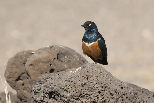 Superb starling sits on a rock in the middle of a dried savannah — Stock Photo, Image