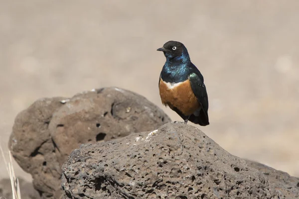 Superb starling senta-se em uma rocha no meio de uma savana seca — Fotografia de Stock