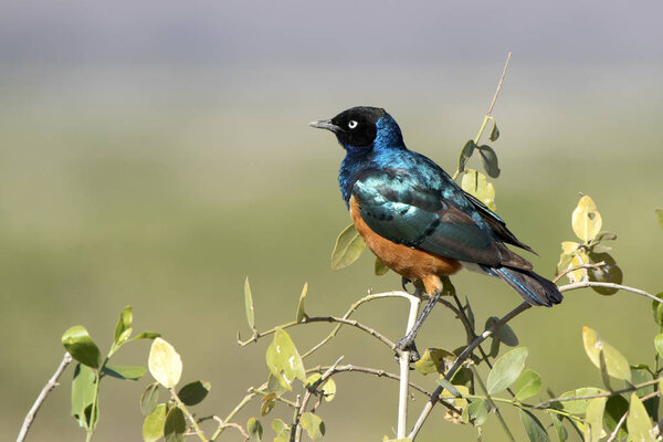 Superb starling sits on a branch of a low bush in an oasis in th