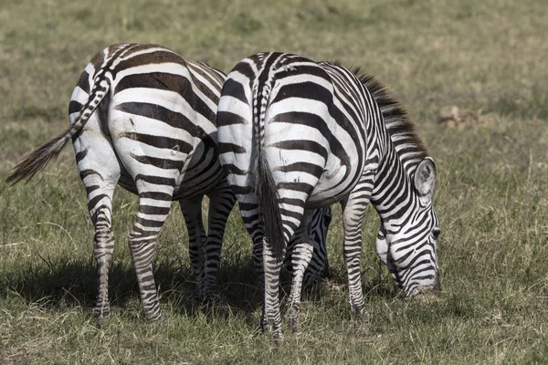 Duas zebras de pé para trás que pastam na savana no d — Fotografia de Stock