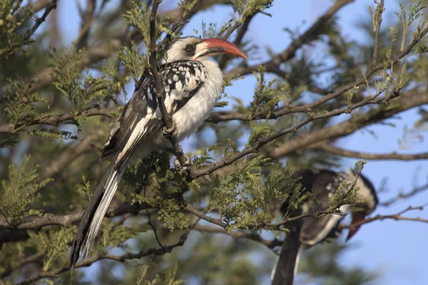 Rotschnabelhornvogel sitzt auf einem Baum in einer Buschsavanne in — Stockfoto