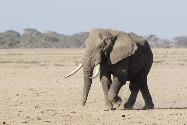 Enorme elefante africano macho andando através de uma colheita de savana seca — Fotografia de Stock