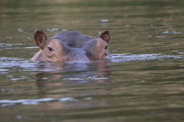 Hoofd van het nijlpaard uitsteekt gedeeltelijk uit het water in de — Stockfoto