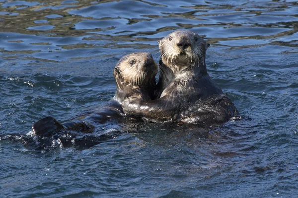 Lontra marinha fêmea e jovem flutuando nas águas fora da ilha — Fotografia de Stock