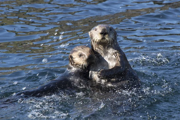 Deux loutres de mer flottant dans les eaux côtières au large de l'île en — Photo