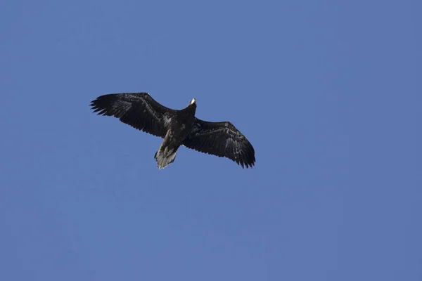 El joven águila marina de Steller sobrevolando la bahía de Avacha en un soleado invierno — Foto de Stock