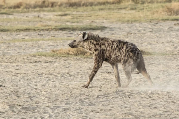 Gefleckte Hyäne wandert in der Trockenzeit auf getrockneter Savanne — Stockfoto