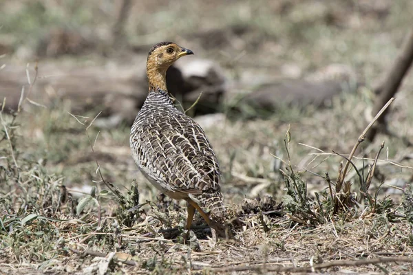 Coqui francolin caminando por la sabana seca en un día caluroso — Foto de Stock