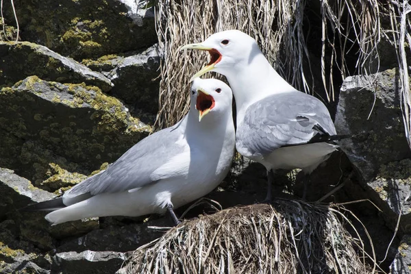 男性和女性黑腿海鸥坐在巢中 co — 图库照片