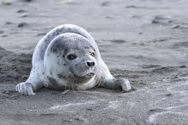 Štěně si všiml pečeť, která leží na písečné pláži u oceánu — Stock fotografie