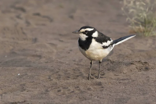 Afrikanska svartvit Sädesärla som står på en sandstrand i den Nile Va — Stockfoto