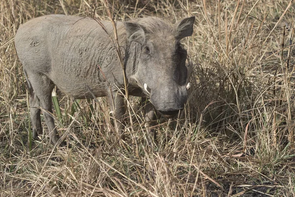Phacochoerus som står mitt i det torra gräset i den savannah sunn — Stockfoto