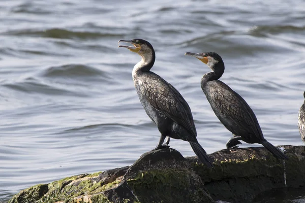 Dos grandes cormoranes sentados sobre rocas en el lago Victoria —  Fotos de Stock