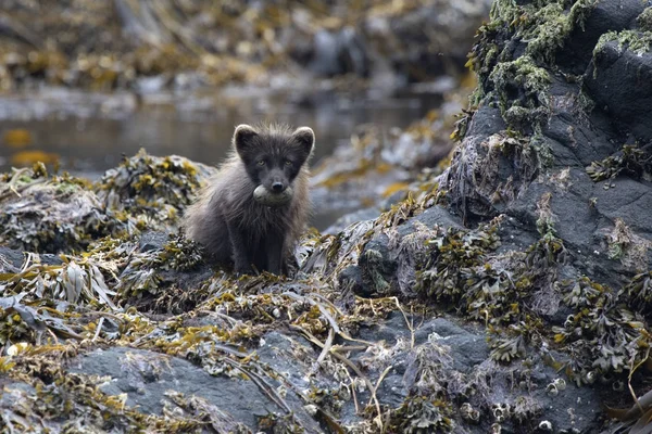 Commandants renard arctique bleu assis sur une île rocheuse avec glauco — Photo