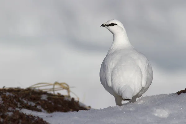 男性のライチョウの端に雪の上に立っている、 — ストック写真