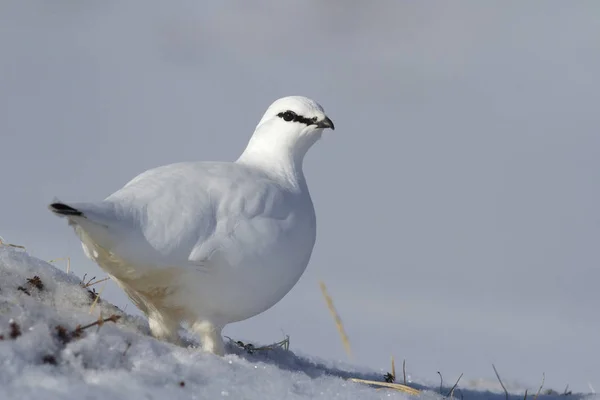 Masculino Rock ptarmigan de pé em uma encosta coberta de neve em um nublado — Fotografia de Stock