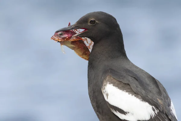 Portrait of a PIGEON GUILLEMOT with a fish in the beak of a pers — Stock Photo, Image