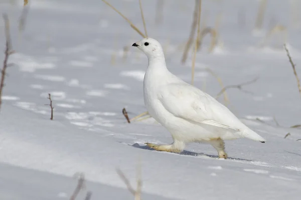 Rock ptarmigan vrouwelijke uitgevoerd door de sneeuw op een zonnige winter — Stockfoto