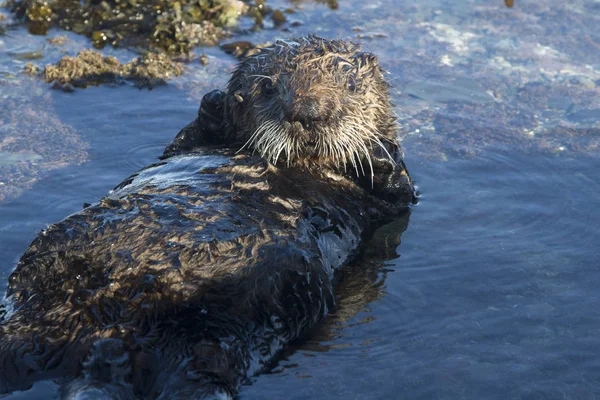 Sea otter liggend op de rug in een kleine plas bij laagtij een w — Stockfoto