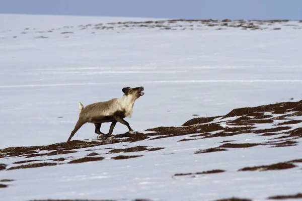 Rentiere, die am Hang der Hügel in der Tundra auf einem — Stockfoto