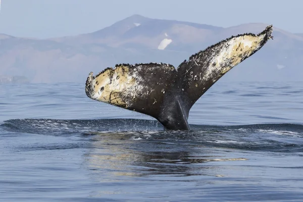 Ballena jorobada de cola sumergiéndose en las aguas del Océano Pacífico —  Fotos de Stock