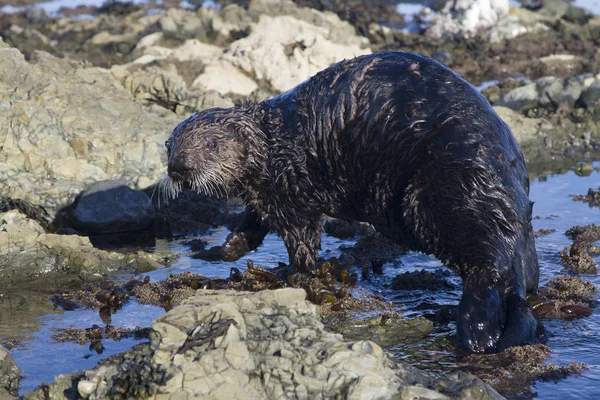 Sea otter die langs ondiep water aan het water op een wint wandelingen — Stockfoto