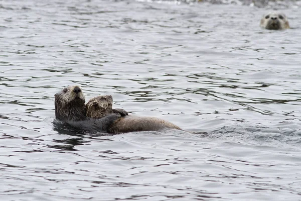 Vrouwelijke Sea otter met een kalf dat langs de kust zwemt — Stockfoto