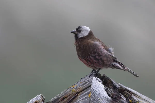 GREY-CROWNED ROSY FINCH which sits on the roof of the old buildi — Stock Photo, Image