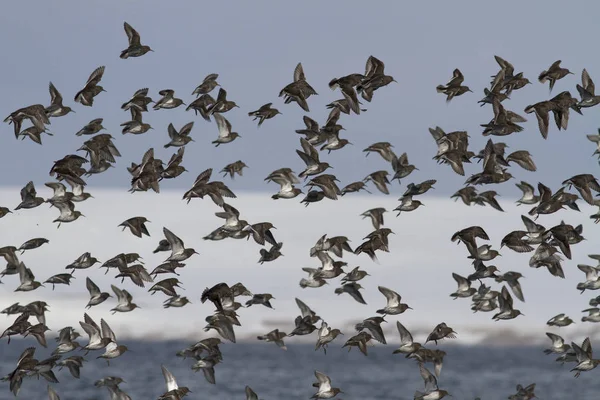 Grande pacchetto di ROCK SANDPIPER che vola su uno sfondo di neve — Foto Stock