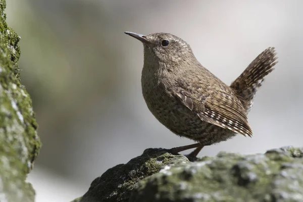 Male WINTER WREN sitting on the rocks near his nest on a summer — Stock Photo, Image