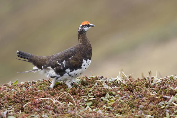 Mannelijke Rock ptarmigan wandelen langs de heuvel in de zomer-toendra — Stockfoto