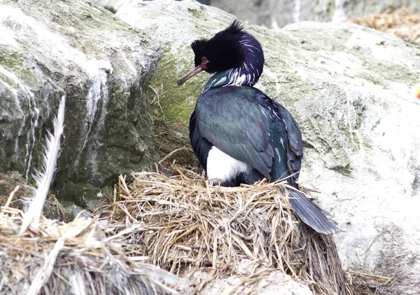 CORMORANTE PELAGICO seduto nel nido in una colonia di uccelli marini — Foto Stock