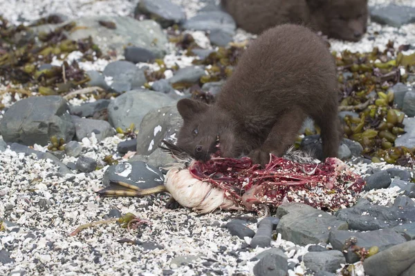 Filhote de cachorro comandantes raposa ártica azul que come um GUILLEMOT no se — Fotografia de Stock