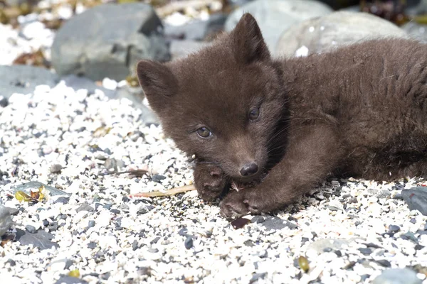 Köpek yavrusu komutanları Kutup tilkisi s kum üzerinde yatıyor mavi — Stok fotoğraf